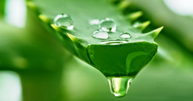 Manfaat Gel Lidah Buaya untuk Kecantikan Bantu Mengatasi Jerawat Hingga Mencerahkan Kulit