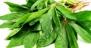 Manfaat Khasiat Daun Singkong bagi Kesehatan yang Perlu Anda Ketahui