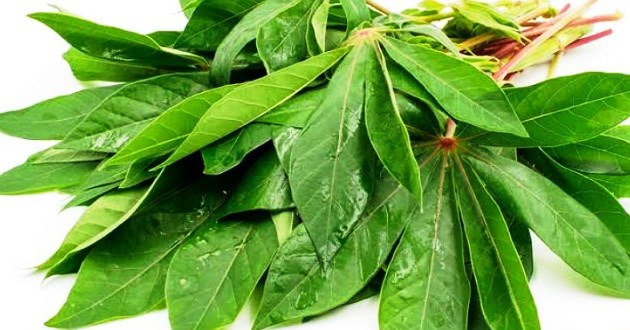 Manfaat Khasiat Daun Singkong bagi Kesehatan yang Perlu Anda Ketahui