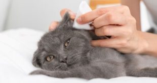 Cara Membersihkan Telinga Kucing dengan Aman dan Efektif