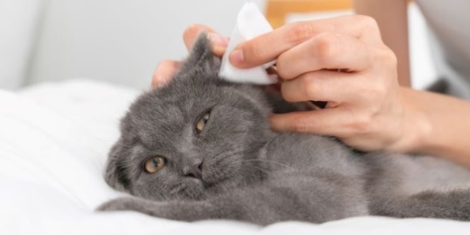 Cara Membersihkan Telinga Kucing dengan Aman dan Efektif