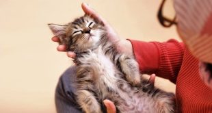 Hal Menyenangkan Dilakukan Bersama Kucing, Teman Imut yang Tak Pernah Mengecewakan