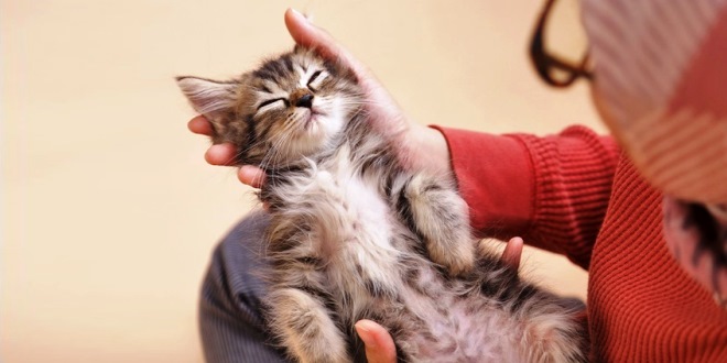 Hal Menyenangkan Dilakukan Bersama Kucing, Teman Imut yang Tak Pernah Mengecewakan